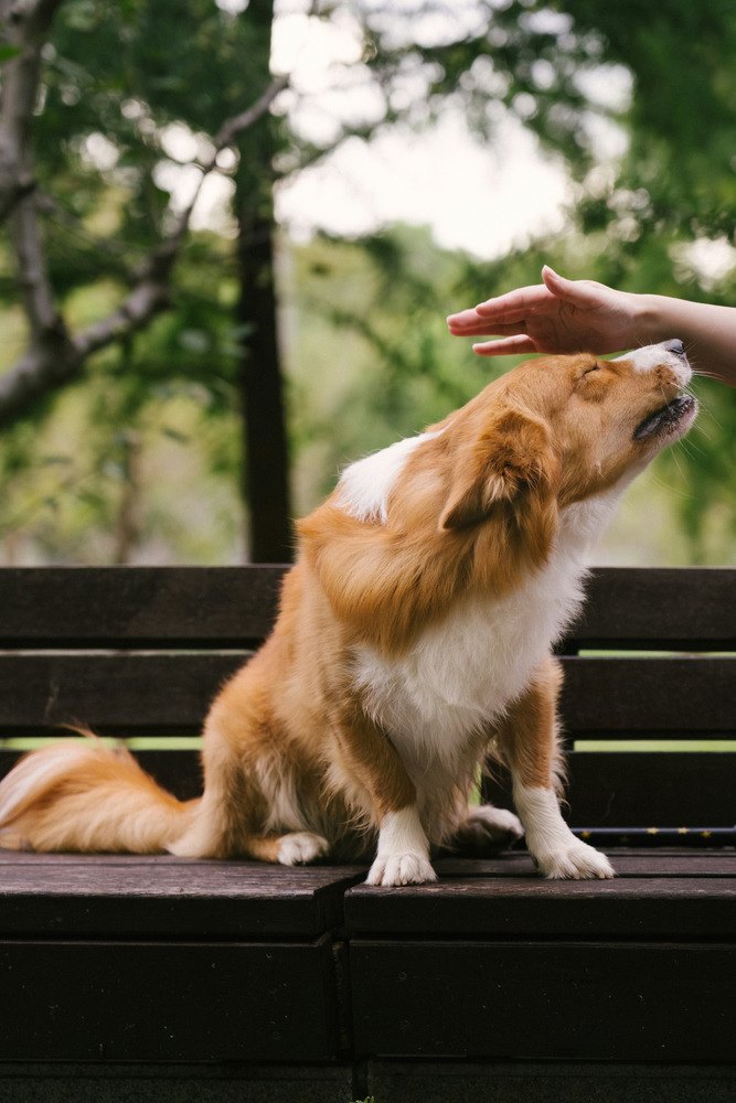 A photograph of a dog on a bench.