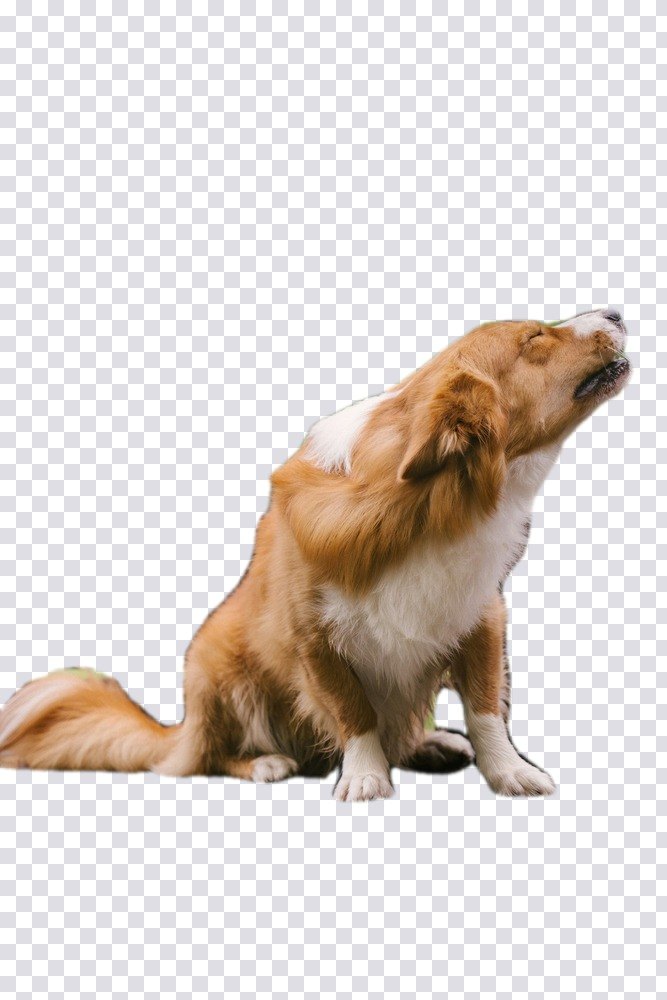 The dog on a transparent background.