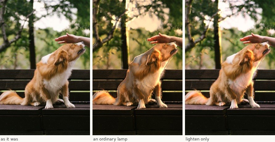 A dog on a bench lit again from the right, as it was and with two different lamps.